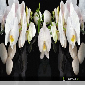 Фартук кухонный Белая орхидея