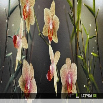 Фартук кухонный Орхидея