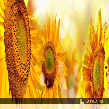 Фартук кухонный Подсолнух