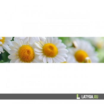 Интерьерная панель ХДФ Элит Ромашка №1 2440х610х3 мм