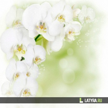 Потолок ПВХ Апласт Белая орхидея 2500х2000х9 мм