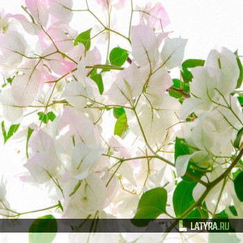 Потолок ПВХ Апласт Бугенвилия 2500х2000х9 мм