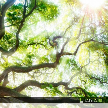 Потолок ПВХ Апласт Лесная свежесть 2500х2000х9 мм