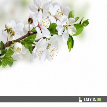 Потолок ПВХ Апласт Вишня 2500х2000х9 мм