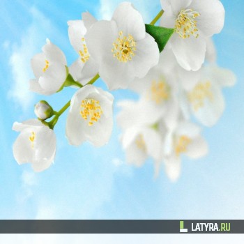 Потолок ПВХ Апласт Жасмин 1800х1500х9 мм