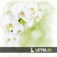 Потолок ПВХ Апласт Белая орхидея 1800х1500х9 мм