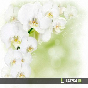 Потолок ПВХ Апласт Белая орхидея 2500х2000х9 мм