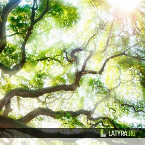 Потолок ПВХ Апласт Лесная свежесть 2000х2000х9 мм